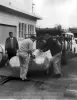 image for Bill Breeze (in black shirt) and others unload a new Lotus XI cars from the SCC two-tier trailer. Circa 1957. Breeze earlier had sold Formula 3 Coopers, but had pretty much given up on those 500cc alcohol-burners by this time.  Photo credit Stephen Holman